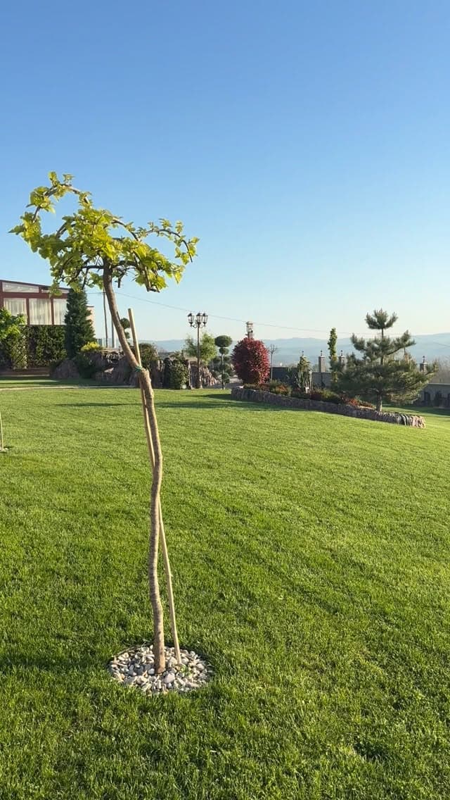 Hill Residence 7